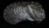 Partially Enrolled Flexicalymene Trilobite From Ohio #10872-3